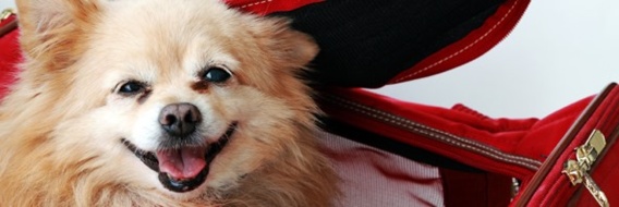 austrian airlines pet in cabin